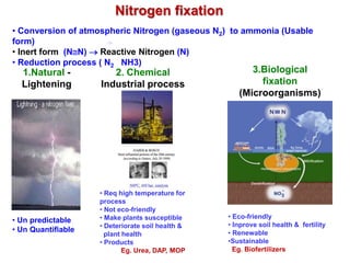 Nitrogen fixation
2. Chemical
Industrial process
1.Natural -
Lightening
• Req high temperature for
process
• Not eco-friendly
• Make plants susceptible
• Deteriorate soil health &
plant health
• Products
Eg. Urea, DAP, MOP
• Un predictable
• Un Quantifiable
3.Biological
fixation
(Microorganisms)
• Conversion of atmospheric Nitrogen (gaseous N2) to ammonia (Usable
form)
• Inert form (NN)  Reactive Nitrogen (N)
• Reduction process ( N2 NH3)
• Eco-friendly
• Inprove soil health & fertility
• Renewable
•Sustainable
Eg. Biofertilizers
 