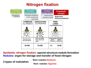 Nitrogen fixation
Symbiotic nitrogen fixation: special structure-nodule formation
Nodules: organ for storage and transfer of fixed nitrogen
Stem nodules-Sesbania
Root nodules- legumes
Endophytic
nitrogen
fixation
Sugarcane-
Gluconacetobacter
2 types of nodulation
 