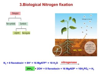 NH3 16Pi
3.Biological Nitrogen fixation
+ 2OH- + 8 flavodoxin + 16 MgADP- + 16H2PO4
- + H2
N2 + 8 flavodoxin- + 8H+ + 16 MgATP2- + 18 H2O nitrogenase
2NH4
+
 
