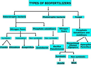 TYPES OF BIOFERTILIZERS
Heterotrophic bacteria Phototrophic bacteria Fungal
Nitrogen fixers
Symbiotic Associative Non symbiotic
Frankia Rhizobium Azospirillum Azotobacter
Phosphate solubilizers
Non symbiotic
Bacillus
Pseudomonas
Nitrogen
fixers
Symbiotic
Azolla BGA
Phosphate
Solubilizers and
mobilizers
Non symbiotic
Mycorrhizae
Glomus
Gigaspora
Aspergillus
Penicillium
 