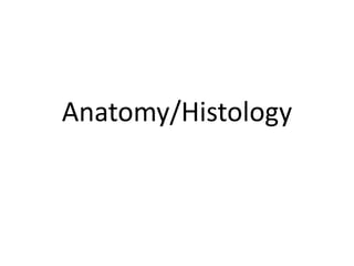 Anatomy/Histology
 