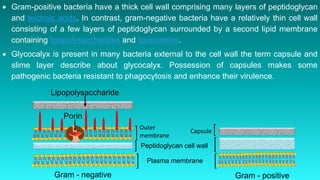 Plasma membrane
Peptidoglycan cell wall
Outer
membrane
Capsule
Porin
Lipopolysaccharide
Gram - negative Gram - positive
 Gram-positive bacteria have a thick cell wall comprising many layers of peptidoglycan
and teichoic acids. In contrast, gram-negative bacteria have a relatively thin cell wall
consisting of a few layers of peptidoglycan surrounded by a second lipid membrane
containing lipopolysaccharides and lipoproteins.
 Glycocalyx is present in many bacteria external to the cell wall the term capsule and
slime layer describe about glycocalyx. Possession of capsules makes some
pathogenic bacteria resistant to phagocytosis and enhance their virulence.
 