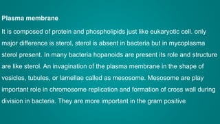 Plasma membrane
It is composed of protein and phospholipids just like eukaryotic cell. only
major difference is sterol, sterol is absent in bacteria but in mycoplasma
sterol present. In many bacteria hopanoids are present its role and structure
are like sterol. An invagination of the plasma membrane in the shape of
vesicles, tubules, or lamellae called as mesosome. Mesosome are play
important role in chromosome replication and formation of cross wall during
division in bacteria. They are more important in the gram positive
 