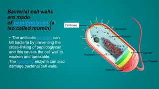 Bacterial cell walls
are made
of peptidoglycan (a
lso called murein)
• The antibiotic penicillin can
kill bacteria by preventing the
cross-linking of peptidoglycan
and this causes the cell wall to
weaken and breakable.
The lysozyme enzyme can also
damage bacterial cell walls.
Fimbriae
 