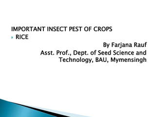 IMPORTANT INSECT PEST OF CROPS
 RICE
By Farjana Rauf
Asst. Prof., Dept. of Seed Science and
Technology, BAU, Mymensingh
 