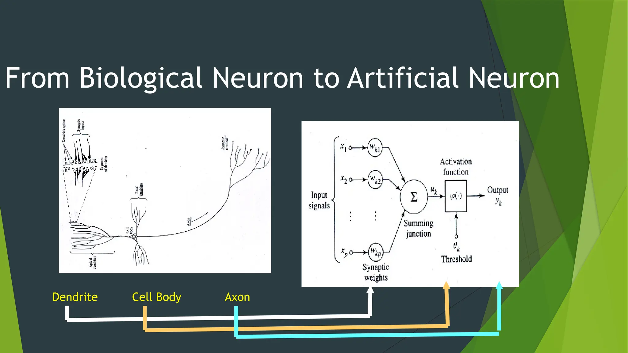 From Biological Neuron to Artificial Neuron
Dendrite Cell Body Axon
 