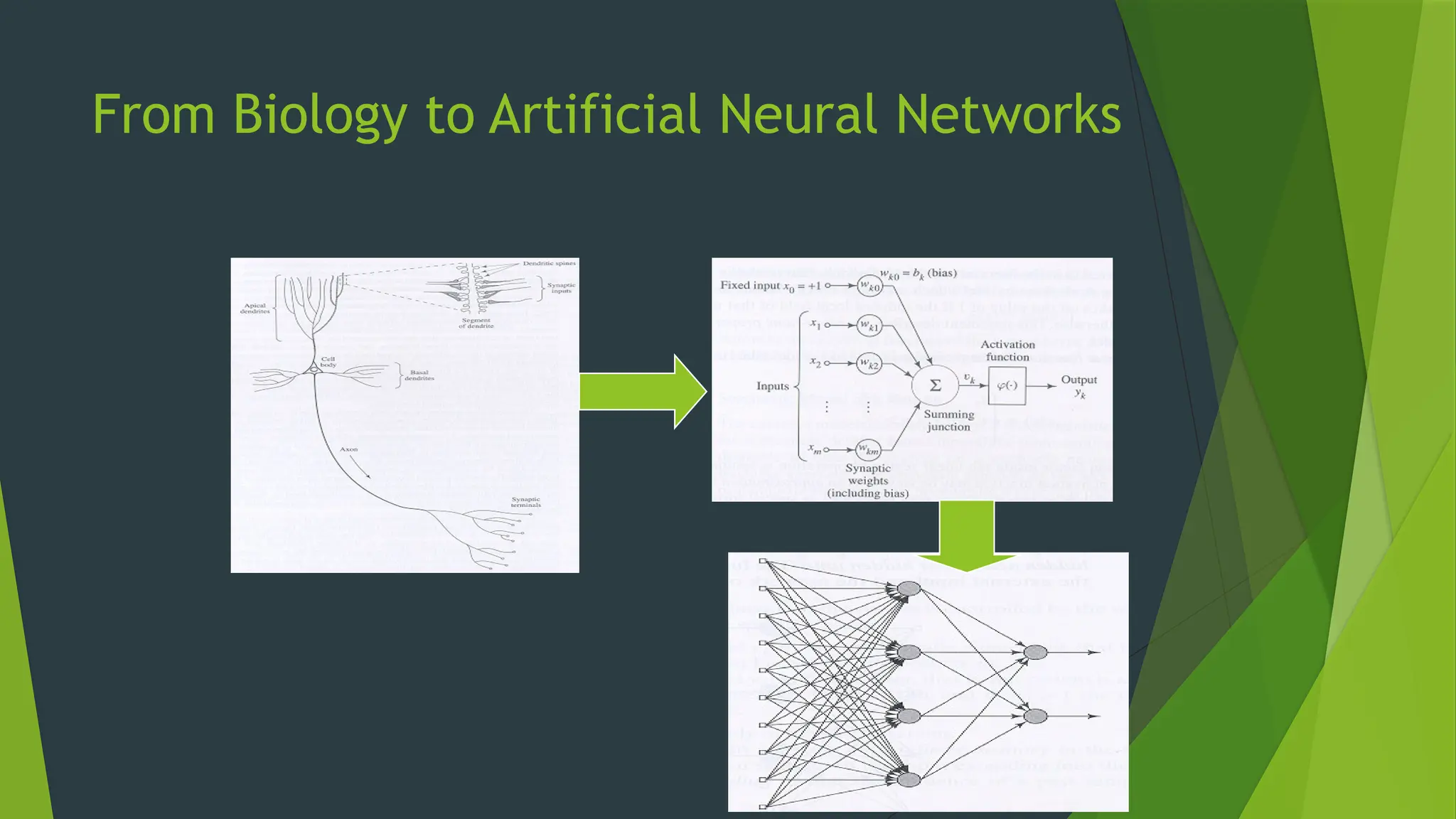 From Biology to Artificial Neural Networks
 