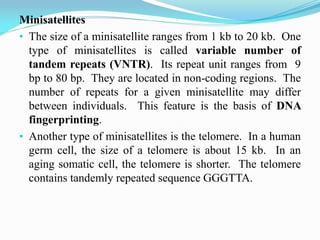 Minisatellite Example Lec 1 introduction to molecular biology | PDF