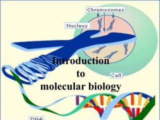 Introduction
to
molecular biology
 