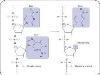 Lec  1  introduction to molecular biology