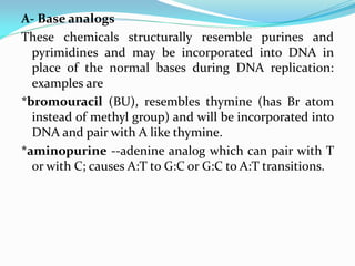 A- Base analogs
These chemicals structurally resemble purines and
pyrimidines and may be incorporated into DNA in
place of the normal bases during DNA replication:
examples are
*bromouracil (BU), resembles thymine (has Br atom
instead of methyl group) and will be incorporated into
DNA and pair with A like thymine.
*aminopurine --adenine analog which can pair with T
or with C; causes A:T to G:C or G:C to A:T transitions.
 