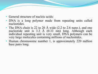 • General structure of nucleic acids:
• DNA is a long polymer made from repeating units called
nucleotides.
• The DNA chain is 22 to 26 Å wide (2.2 to 2.6 nano.), and one
nucleotide unit is 3.3 Å (0.33 nm) long. Although each
individual repeating unit is very small, DNA polymers can be
very large molecules containing millions of nucleotides.
• Human chromosome number 1, is approximately 220 million
base pairs long.
 