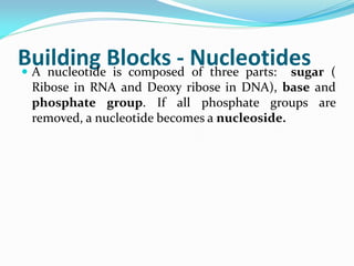 Building Blocks - Nucleotides A nucleotide is composed of three parts: sugar (
Ribose in RNA and Deoxy ribose in DNA), base and
phosphate group. If all phosphate groups are
removed, a nucleotide becomes a nucleoside.
 