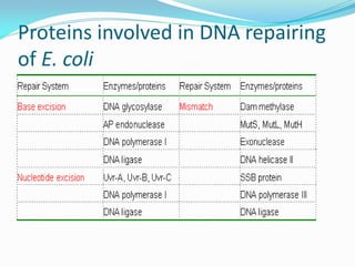 Proteins involved in DNA repairing
of E. coli
 