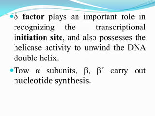 δ factor plays an important role in
recognizing the transcriptional
initiation site, and also possesses the
helicase activity to unwind the DNA
double helix.
Tow α subunits, β, β´ carry out
nucleotide synthesis.
 