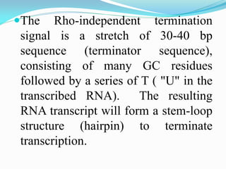 The Rho-independent termination
signal is a stretch of 30-40 bp
sequence (terminator sequence),
consisting of many GC residues
followed by a series of T ( "U" in the
transcribed RNA). The resulting
RNA transcript will form a stem-loop
structure (hairpin) to terminate
transcription.
 