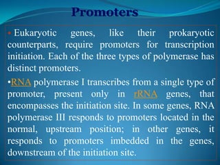 Promoters
• Eukaryotic genes, like their prokaryotic
counterparts, require promoters for transcription
initiation. Each of the three types of polymerase has
distinct promoters.
•RNA polymerase I transcribes from a single type of
promoter, present only in rRNA genes, that
encompasses the initiation site. In some genes, RNA
polymerase III responds to promoters located in the
normal, upstream position; in other genes, it
responds to promoters imbedded in the genes,
downstream of the initiation site.
 