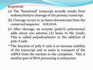 In general:
(a) The “functional” transcript actually results from
endonucleolytic cleavage of the primary transcript.
(b) Cleavage occurs 10-30 bases downstream from the
conserved sequence AAUAAA.
(c) After cleavage, an enzyme [poly(A) polymerase]
adds about 200 adenine (A) bases to the 3’ends.
This is called polyadenylation or the addition of
poly-A tails.
**The function of poly-A tails is to increase stability
of the transcript and to assist in transport of the
mRNA from the nucleus to the cytoplasm. This is
another part of RNA processing is eukaryotes.
 