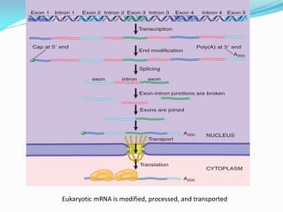 Eukaryotic mRNA is modified, processed, and transported
 