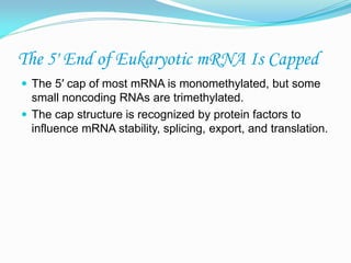 The 5′ End of Eukaryotic mRNA Is Capped
 The 5′ cap of most mRNA is monomethylated, but some
small noncoding RNAs are trimethylated.
 The cap structure is recognized by protein factors to
influence mRNA stability, splicing, export, and translation.
 
