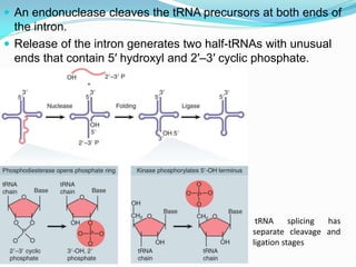  An endonuclease cleaves the tRNA precursors at both ends of
the intron.
 Release of the intron generates two half-tRNAs with unusual
ends that contain 5′ hydroxyl and 2′–3′ cyclic phosphate.
tRNA splicing has
separate cleavage and
ligation stages
 