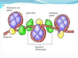 Lec  1  introduction to molecular biology