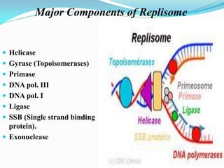  Helicase
 Gyrase (Topoisomerases)
 Primase
 DNA pol. III
 DNA pol. I
 Ligase
 SSB (Single strand binding
protein).
 Exonuclease
Major Components of Replisome
 