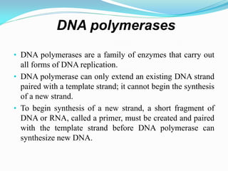 • DNA polymerases are a family of enzymes that carry out
all forms of DNA replication.
• DNA polymerase can only extend an existing DNA strand
paired with a template strand; it cannot begin the synthesis
of a new strand.
• To begin synthesis of a new strand, a short fragment of
DNA or RNA, called a primer, must be created and paired
with the template strand before DNA polymerase can
synthesize new DNA.
DNA polymerases
 
