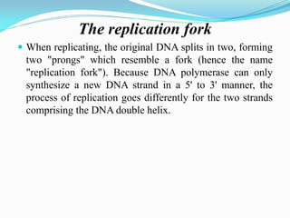 The replication fork
 When replicating, the original DNA splits in two, forming
two "prongs" which resemble a fork (hence the name
"replication fork"). Because DNA polymerase can only
synthesize a new DNA strand in a 5' to 3' manner, the
process of replication goes differently for the two strands
comprising the DNA double helix.
 
