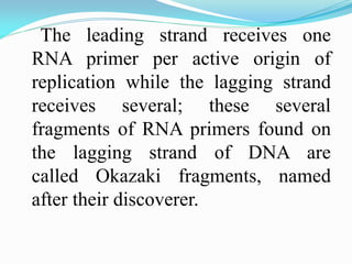 The leading strand receives one
RNA primer per active origin of
replication while the lagging strand
receives several; these several
fragments of RNA primers found on
the lagging strand of DNA are
called Okazaki fragments, named
after their discoverer.
 