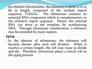 • In a human chromosome, the telomere is about 10 to 15
kb in length, composed of the tandem repeat
sequence: TTAGGG. The telomerase contains an
essential RNA component which is complementary to
the telomere repeat sequence. Hence, the internal
RNA can serve as the template for synthesizing
DNA. Through telomerase translocation, a telomere
may be extended by many repeats.
Aging
• In the absence of telomerase, the telomere will
become shorter after each cell division. When it
reaches a certain length, the cell may cease to divide
and die. Therefore, telomerase plays a critical role in
the aging process.
 