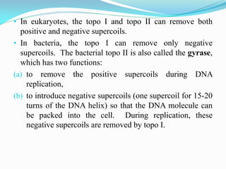 • In eukaryotes, the topo I and topo II can remove both
positive and negative supercoils.
• In bacteria, the topo I can remove only negative
supercoils. The bacterial topo II is also called the gyrase,
which has two functions:
(a) to remove the positive supercoils during DNA
replication,
(b) to introduce negative supercoils (one supercoil for 15-20
turns of the DNA helix) so that the DNA molecule can
be packed into the cell. During replication, these
negative supercoils are removed by topo I.
 