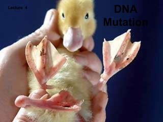 DNA
Mutation
Lecture 4
 