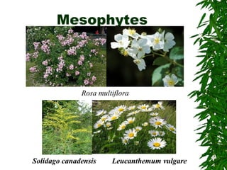 Mesophytes
Rosa multiflora
Leucanthemum vulgareSolidago canadensis
 