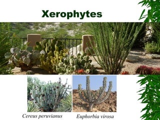 Xerophytes
Cereus peruvianus Euphorbia virosa
 