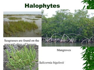 Halophytes
Seagrasses are found on the
seaward edges of lagoons
Mangroves
Salicornia bigelovii
 