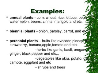 Examples:
 annual plants - corn, wheat, rice, lettuce, peas,
watermelon, beans, zinnia, marigold and etc.
 biennial plants - onion, parsley, carrot, and etc.
 perennial plants – fruits like avocado,pineapple,
strawberry, banana,apple,tomato and etc..
-herbs like garlic, basil, oregano,
ginger, black pepper and etc...
-vegetables like okra, potato, gabi,
camote, eggplant and etc
- shrubs and trees
 