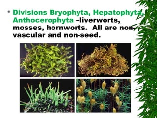  Divisions Bryophyta, Hepatophyta,
Anthocerophyta –liverworts,
mosses, hornworts. All are non-
vascular and non-seed.
 