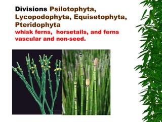 Divisions Psilotophyta,
Lycopodophyta, Equisetophyta,
Pteridophyta
whisk ferns, horsetails, and ferns
vascular and non-seed.
 