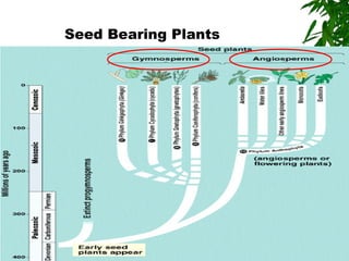 Seed Bearing Plants
 