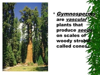 Gymnosperms
are vascular
plants that
produce seeds
on scales of
woody strobili
called cones.
 