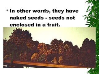  In other words, they have
naked seeds - seeds not
enclosed in a fruit.
 
