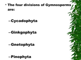  The four divisions of Gymnosperms
are:
–Cycadophyta
–Ginkgophyta
–Gnetophyta
–Pinophyta
 