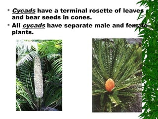  Cycads have a terminal rosette of leaves
and bear seeds in cones.
 All cycads have separate male and female
plants.
 