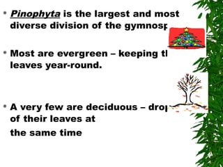  Pinophyta is the largest and most
diverse division of the gymnosperms.
 Most are evergreen – keeping their
leaves year-round.
 A very few are deciduous – dropping all
of their leaves at
the same time
 