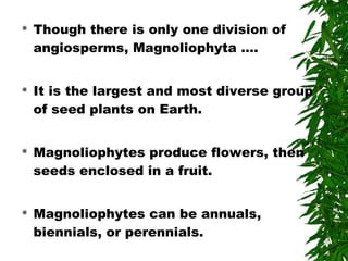  Though there is only one division of
angiosperms, Magnoliophyta ….
 It is the largest and most diverse group
of seed plants on Earth.
 Magnoliophytes produce flowers, then
seeds enclosed in a fruit.
 Magnoliophytes can be annuals,
biennials, or perennials.
 
