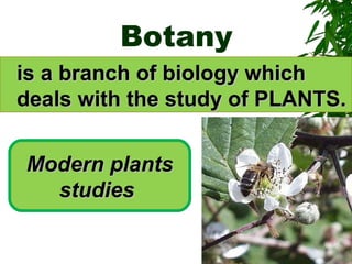 Botany
is a branch of biology whichis a branch of biology which
deals with the study of PLANTS.deals with the study of PLANTS.
Modern plantsModern plants
studiesstudies
 