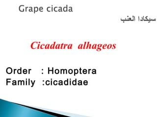 Cicadatra alhageos
Order : Homoptera
Family :cicadidae
 