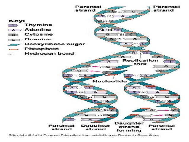 Lec 10 Level 3 De Dna Structure And Replication