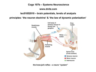 the knee-jerk reflex – a neuro “system” Cogs 107b – Systems Neuroscience www.dnitz.com lec01052010 – brain potentials, levels of analysis principles: ‘the neuron doctrine’ & ‘the law of dynamic polarization’  1 